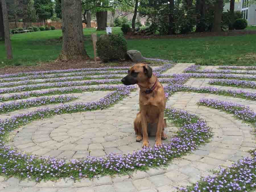 young dog sitting on a floor decoration of flowers