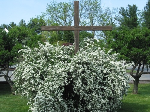 Blossom Tree and Cross